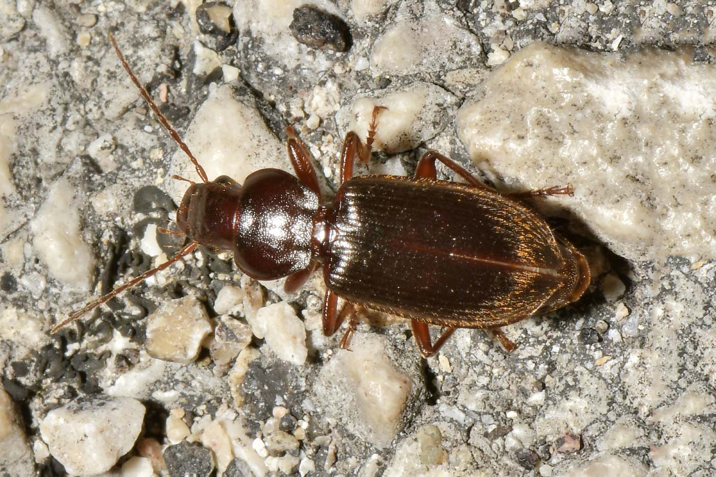 Carabidae: Ophonus sp? No, Scybalicus oblongiusculus